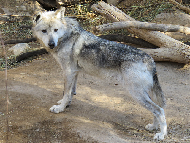 Gray Wolf