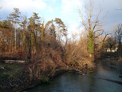 Januarnachmittag an der alten Aare bei Lyss