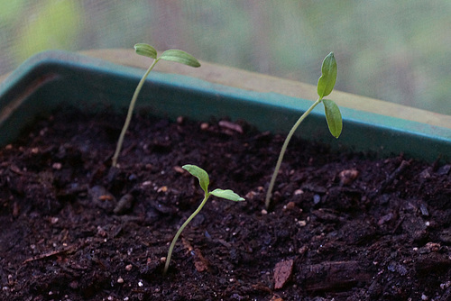 Tomato Starts