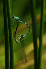 Coenagrion puella (& puer)