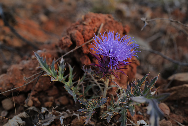 Cynara algarbiensis, Penedos