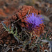 Cynara algarbiensis, Penedos