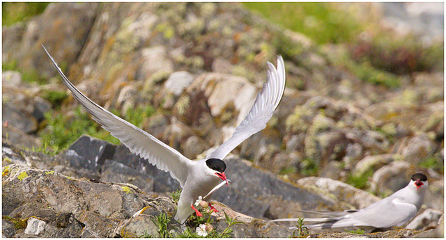 EF7A4884 Arctic Tern