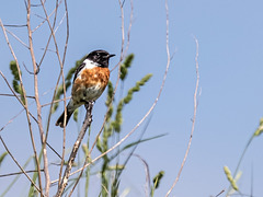 tarier pâtre tarier pâtre