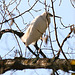 Aigrette garzette Aigrette garzette