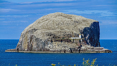 150000 Gannets, and a lighthouse.