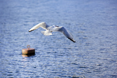 Black-Heaed Gull in Flight