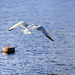 Black-Heaed Gull in Flight