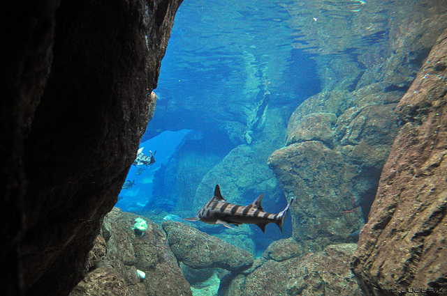 Oceanário de Lisboa (© Buelipix)