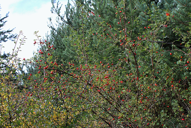 Cynorrhodon- Rosa canina (3)