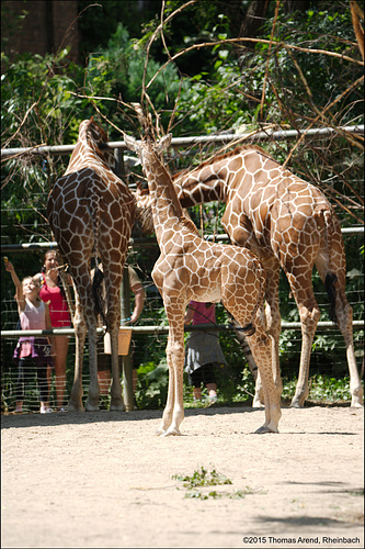 Kölner-Zoo-0064