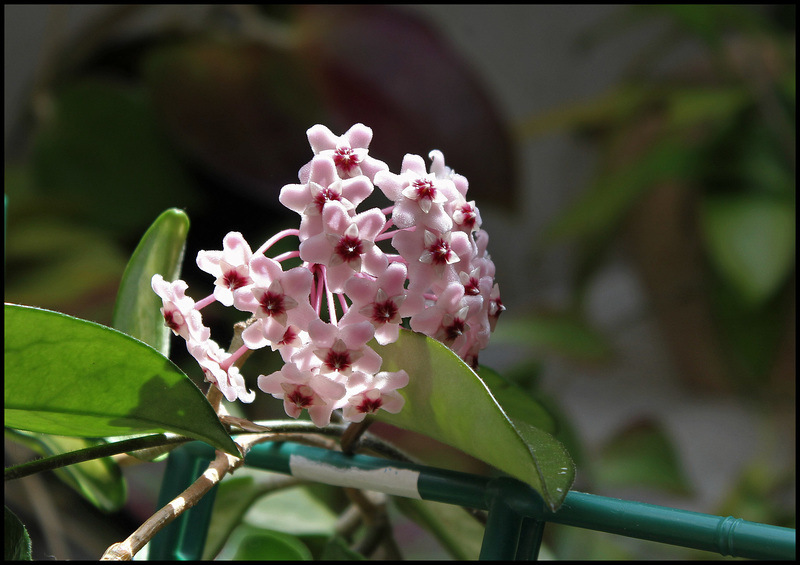 Hoya carnosa (1)