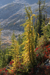 Sunlit Larches