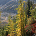 Sunlit Larches