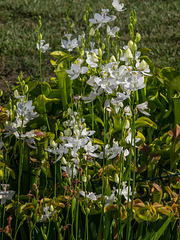 Calopogon tuberosus forma albiflorus (White form of Common Grass-pink orchid)