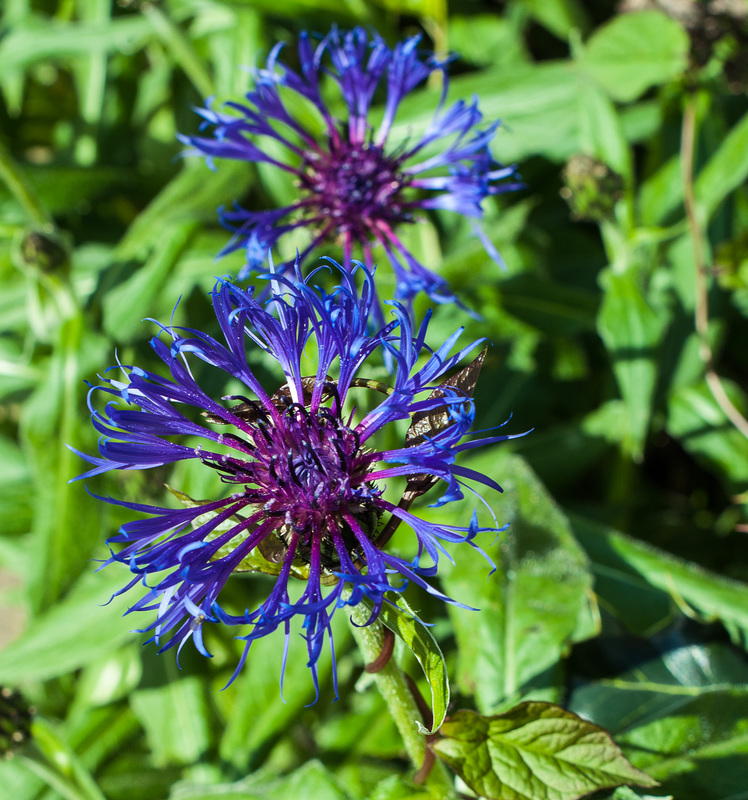 Knapweed