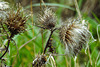 20170923 2960CPw [D~MI] Lanzett-Kratzdistel, Großes Torfmoor, Hille