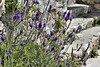 Wild Rosemary, Take 2 – Artists’ Village, Ein Hod, Haifa District, Israel