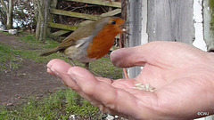 The Gazebo Robin's lunch break