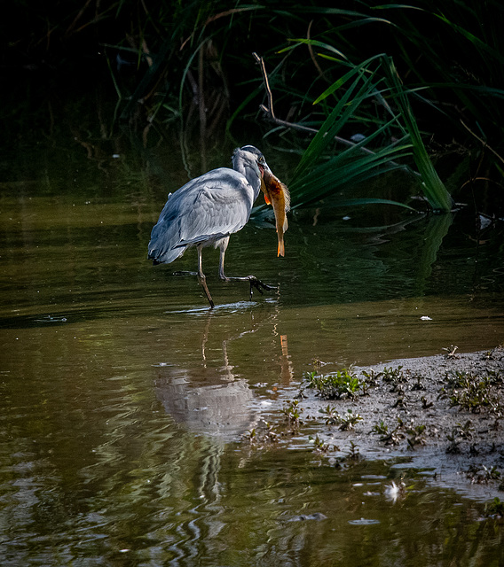 A heron with its fish