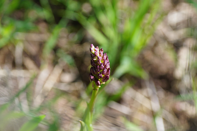 Purpurnes Knabenkraut (Orchis pupurea)