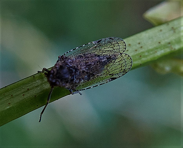 Leafhopper. Cixiidae family????