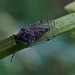 Leafhopper. Cixiidae family????