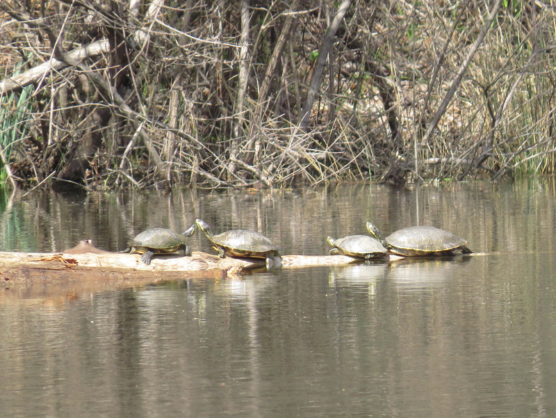 Turtles on a cruise