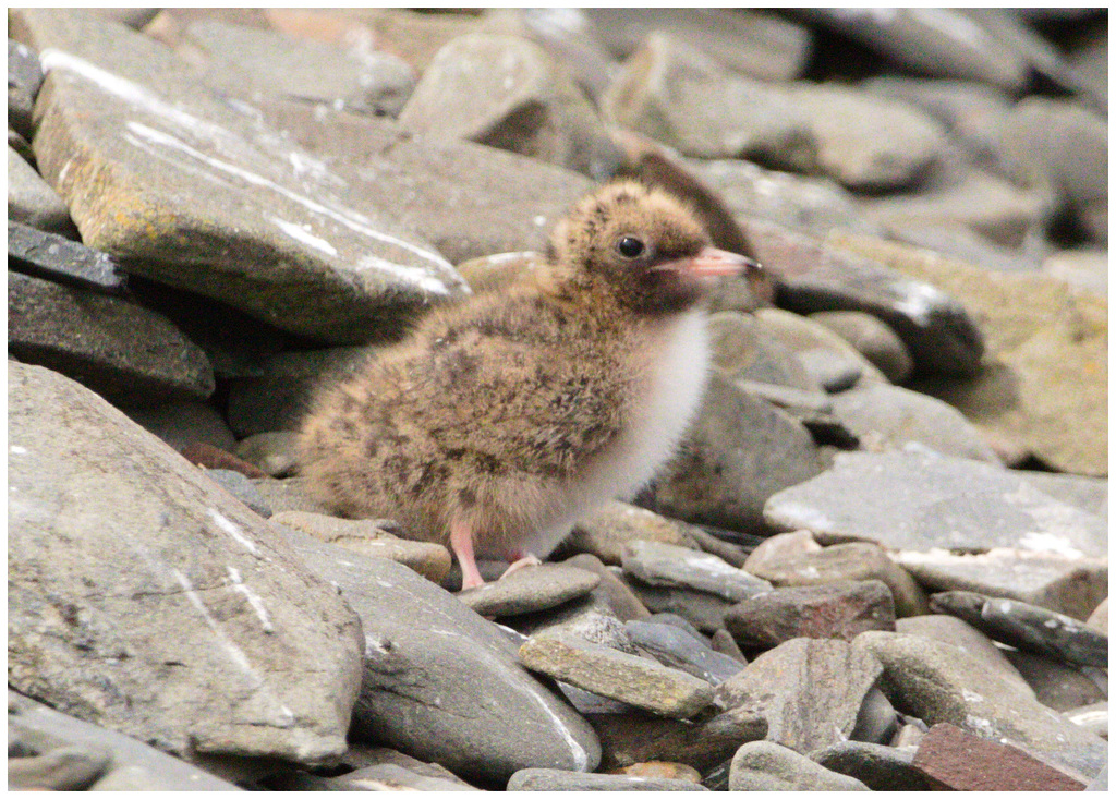 EF7A4899 Arctic Tern Chick