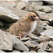 EF7A4899 Arctic Tern Chick