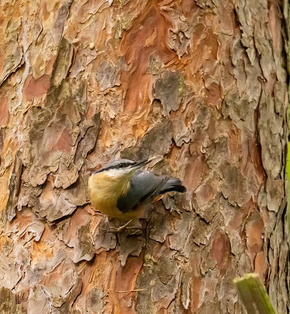 Nuthatch