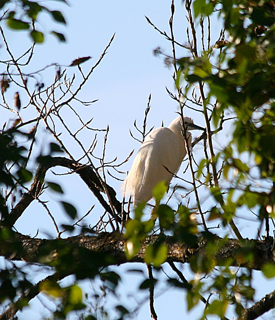 Aigrette garzette.