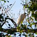 Aigrette garzette. Aigrette garzette.