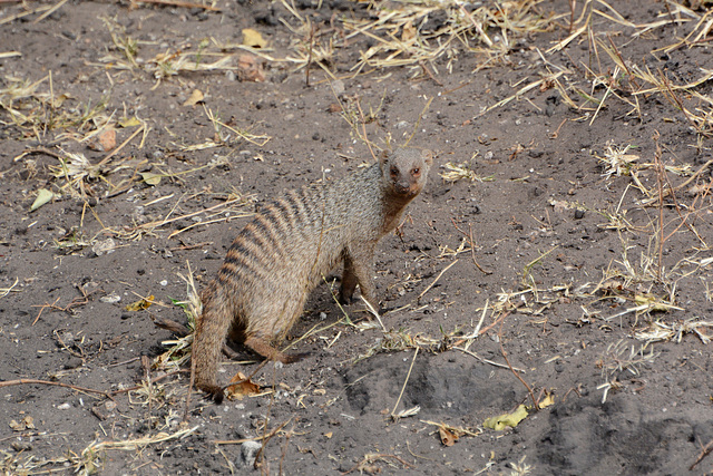 Botswana, Banded Mongoose in Chobe National Park Botswana, Banded Mongoose in Chobe National Park