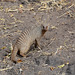 Botswana, Banded Mongoose in Chobe National Park