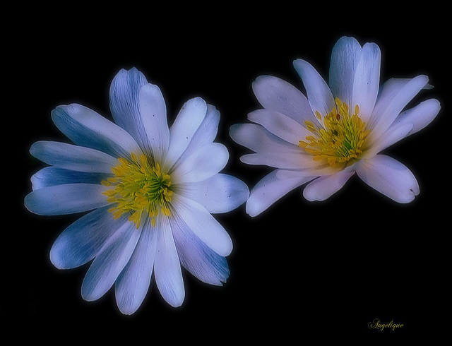 Pour mon amie Hélèna ❤️ .................Quelle repose en paix ♀♀♀♀