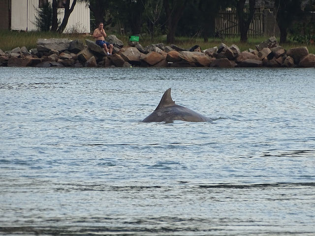 DSC04966 - boto-da-tainha Tursiops truncatus gephyreus, Cetaceae com lobomicose