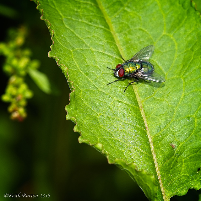 Greenbottle Fly