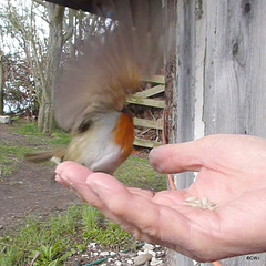 The Gazebo Robin's lunch break