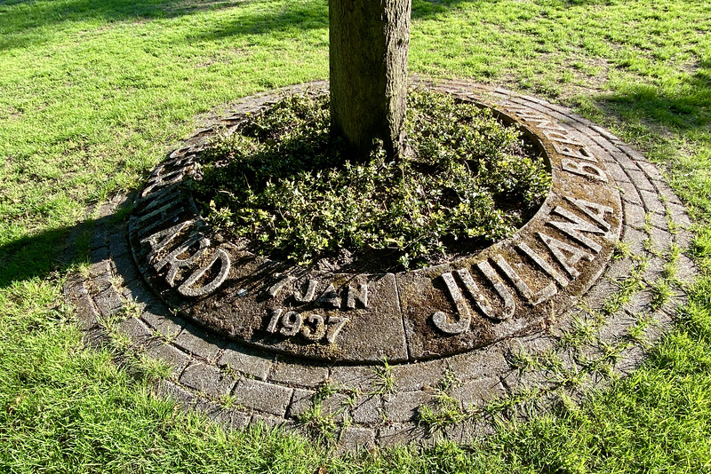 Tree planted for the marriage of princess Juliana and prince Bernhard