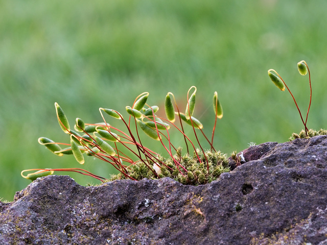 Moss - Sporophytes