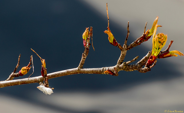 Baum vorm Fenster: 4 Tage weiter, kleine Fortschritte (PiP)