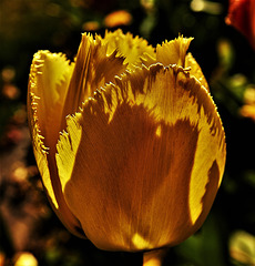 Parrot Tulip 6