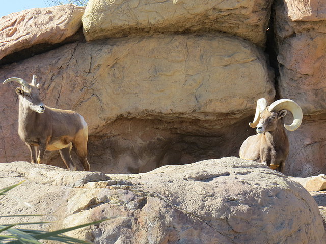 Bighorns