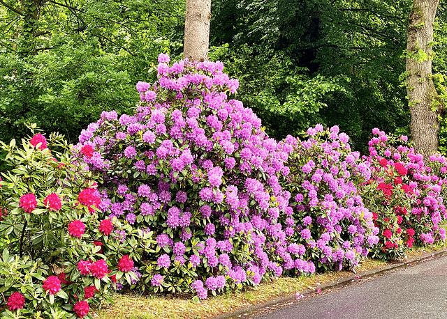 Rhododendrenbüsche