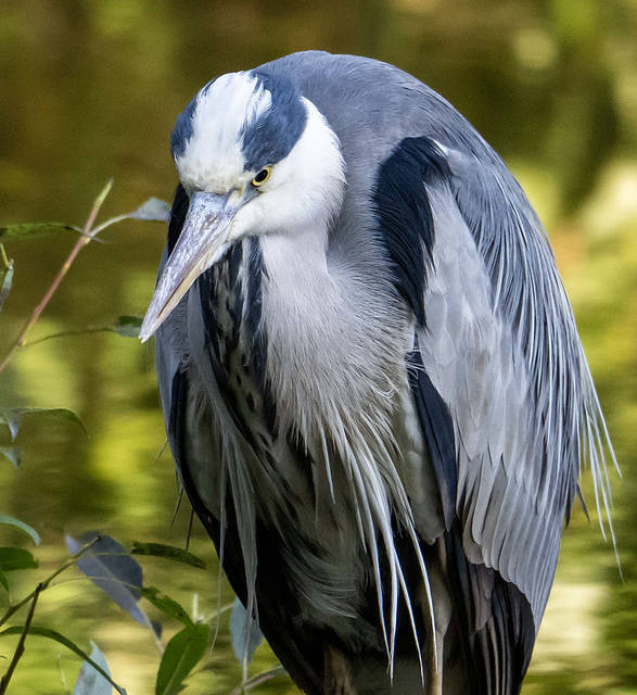 Heron