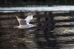 Juvenile Herring Gull in Flight