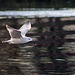 Juvenile Herring Gull in Flight