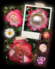 Die Verwandlung einer Rose ❤