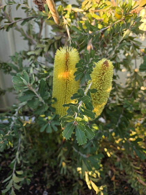 Winter flowering banksia.